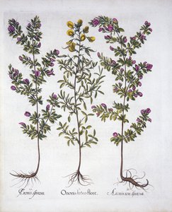 Ononis amarilla, Ononis rosada y Ononis espinosa rosada, de Hortus Eystettensis, por Basil Besler (1561-1629), pub. 1613 de German School