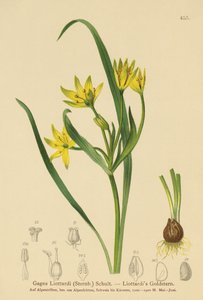 Estrella de Belén Amarilla (Gagea Liottardi, Gagea lutea, Gagea fragifera, Ornithogalum minimum var. fragiferum, Gagea fistulosa subsp. liotardii) de German School