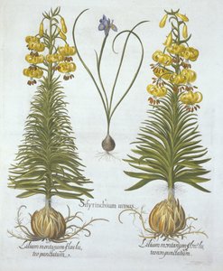 Lirio martagón amarillo con bulbo y Sisyrinchium, de Hortus Eystettensis, por Basil Besler (1561-1629), pub. 1613