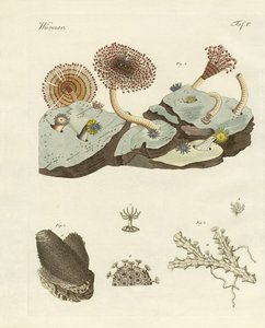 Zoófitos y plantas animales