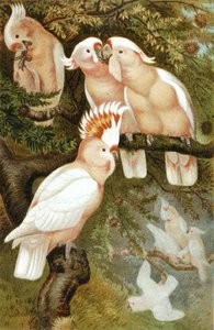 Cacatúa dnca, lámina de "Brehms Tierleben: Allgemeine Kunde des Tierreichs", vol.5, p.380, publicado por Bibliographisches Institut de German School