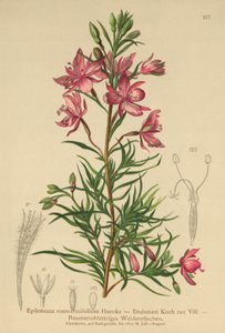 Epilobio de hojas de romero (Epilobium rosmarinifolium, Epilobium Dodonaei) de German School
