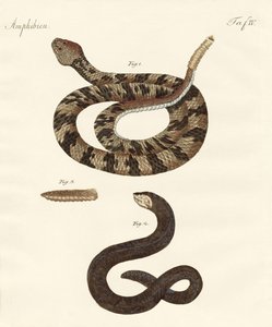 Serpiente de German School