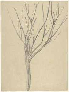 Árbol desnudo