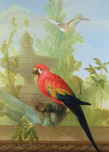 Un guacamayo y una paloma en un jardín ornamental, 1772 de Gerrit van den Heuvel