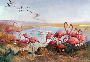 Flamencos rosas