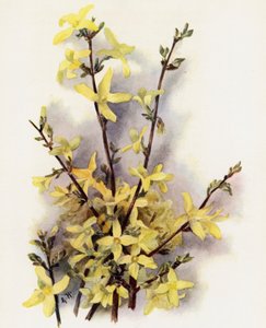 Forsythia Suspensa de Gertrude Hamilton