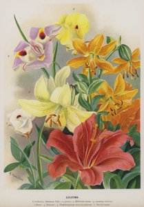 Lirios de Gertrude Hamilton