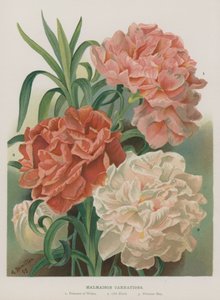 Claveles de Malmaison de Gertrude Hamilton