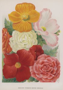 Begonias tuberosas de semillero de Gertrude Hamilton