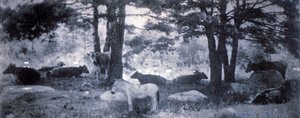 El Pathos del Burro de Gertrude Käsebier