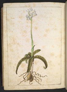 Una planta con pétalos blancos, de "Paintings of Flora of the Roman States" de Gherardo Cibo, Add MS 22333, f173v, c.1564-84 (acuarela y gouache sobre papel)