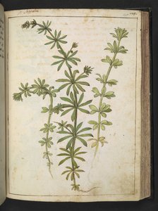 Una planta con hojas verdes, de "Paintings of Flora of the Roman States" de Gherardo Cibo, Add MS 22333, f125r, c.1564-84 (acuarela y gouache sobre papel) de Gherardo Cibo