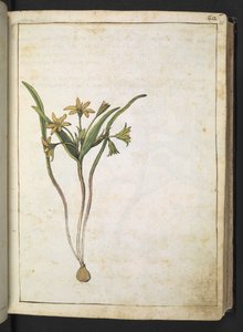 Una planta con flores amarillas, de "Paintings of Flora of the Roman States" de Gherardo Cibo, Add MS 22333, f036r, c.1564-84 (acuarela y gouache sobre papel) de Gherardo Cibo