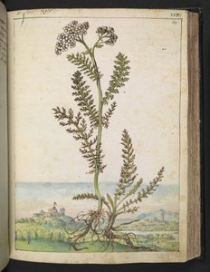 Achillea millefolium: una planta alta tipo helecho con flores blancas, de "Paintings of Flora of the Roman States" de Gherardo Cibo, Add MS 22333, f114r, c.1564-84 (acuarela y gouache sobre papel) de Gherardo Cibo