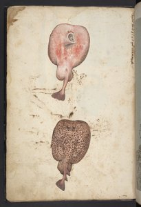 Agregar MS 22333, Pinturas de flora de los estados romanos, c.1564-84 (acuarela y gouache sobre papel)
