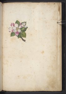 Añadir MS 22333 f61r, Flor, de 