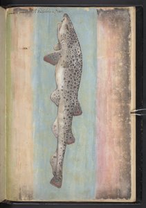 Añadir MS 22333 f.66r, Fish, from 