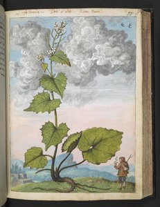 Alliaria petiolata: Una planta alta con pétalos blancos. , de "Pinturas de Flora de los Estados Romanos" de Gherardo Cibo, Add MS 22333, f097r, c.1564-84 (acuarela y gouache sobre papel)