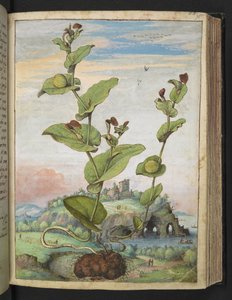 Aristolochia rotunda: una planta frutal, de "Pinturas de la flora de los estados romanos" de Gherardo Cibo, Add MS 22333, f078r, c.1564-84 (acuarela y gouache sobre papel) de Gherardo Cibo