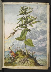 Asclepias, de "Pinturas de Flora de los Estados Romanos" de Gherardo Cibo, Add MS 22333, f027r, c.1564-84 (acuarela y gouache sobre papel)