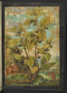 Atropa belladonna o Atropa bella-donna, de "Paintings of Flora of the Roman States" de Gherardo Cibo, Add MS 22333, f005r, c.1564-84 (acuarela y gouache sobre papel)