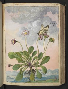 Bellis perennis, de "Pinturas de flora de los estados romanos" de Gherardo Cibo, Add MS 22333, f067r, c.1564-84 (acuarela y gouache sobre papel)