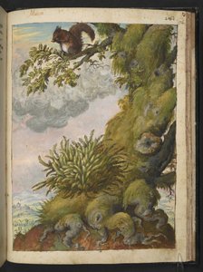 Bryophyte (musgo) y una ardilla sentada en la rama de un árbol, de "Paintings of Flora of the Roman States" de Gherardo Cibo, Add MS 22333, f172r, c.1564-84 (acuarela y gouache sobre papel)