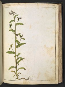 Buglossa, Anchusa azurea (Loddon Royalist), de "Pinturas de Flora de los Estados Romanos" de Gherardo Cibo, Add MS 22333, f153r, c.1564-84 (acuarela y gouache sobre papel) de Gherardo Cibo