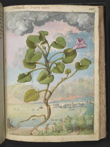 Calystegia soldanella, de "Pinturas de flora de los estados romanos" de Gherardo Cibo, Add MS 22333, f150r, c.1564-84 (acuarela y gouache sobre papel) de Gherardo Cibo