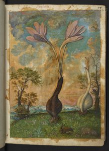 Colchicum autumnale, de "Pinturas de Flora de los Estados Romanos" de Gherardo Cibo, Add MS 22333, f022r, c.1564-84 (acuarela y gouache sobre papel) de Gherardo Cibo