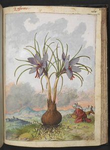 Crocus sativus (azafrán), de "Pinturas de la flora de los estados romanos" de Gherardo Cibo, Add MS 22333, f160r, c.1564-84 (acuarela y gouache sobre papel) de Gherardo Cibo