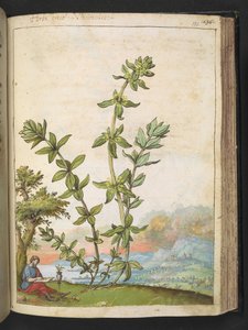 Cruciata laevipes, de "Pinturas de Flora de los Estados Romanos" de Gherardo Cibo, Add MS 22333, f131r, c.1564-84 (acuarela y gouache sobre papel)