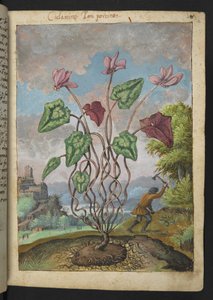 Cyclamen hederifolium, de "Pinturas de flora de los estados romanos" de Gherardo Cibo, Add MS 22333, f012r, c.1564-84 (acuarela y gouache sobre papel) de Gherardo Cibo