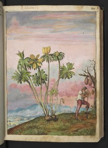 Eranthis hyemalis, de "Pinturas de flora de los estados romanos" de Gherardo Cibo, Add MS 22333, f038r, c.1564-84 (acuarela y gouache sobre papel)