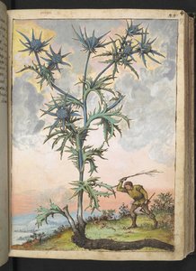 Eryngium maritimum, de "Pinturas de Flora de los Estados Romanos" de Gherardo Cibo, Add MS 22333, f047r, c.1564-84 (acuarela y gouache sobre papel) de Gherardo Cibo