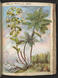 Euphorbia amygdaloides o Euphorbia characias, de "Pinturas de la flora de los estados romanos" de Gherardo Cibo, Add MS 22333, f154r, c.1564-84 (acuarela y gouache sobre papel)