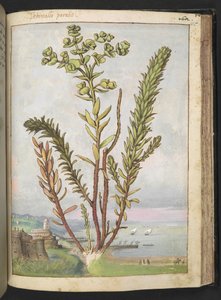 Euphorbia paralias, de "Pinturas de Flora de los Estados Romanos" de Gherardo Cibo, Add MS 22333, f155r, c.1564-84 (acuarela y gouache sobre papel)