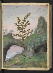 Euphrasia officinalis, de "Pinturas de Flora de los Estados Romanos" de Gherardo Cibo, Add MS 22333, f041r, c.1564-84 (acuarela y gouache sobre papel)