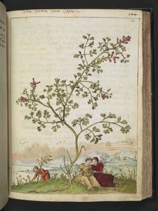 Fumaria gaillardotii, de "Pinturas de la flora de los estados romanos" de Gherardo Cibo, Add MS 22333, f121r, c.1564-84 (acuarela y gouache sobre papel) de Gherardo Cibo