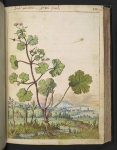 Geranium rotundifolium: Una planta con flores rosadas. , de "Pinturas de Flora de los Estados Romanos" de Gherardo Cibo, Add MS 22333, f098r, c.1564-84 (acuarela y gouache sobre papel) de Gherardo Cibo