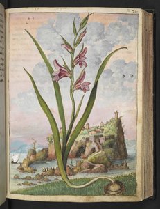 Gladiolus Italicus, de "Pinturas de flora de los estados romanos" de Gherardo Cibo, Add MS 22333, f072r, c.1564-84 (acuarela y gouache sobre papel)