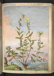 Helianthemum nummularium, de "Pinturas de flora de los estados romanos" de Gherardo Cibo, Add MS 22333, f055r, c.1564-84 (acuarela y gouache sobre papel) de Gherardo Cibo