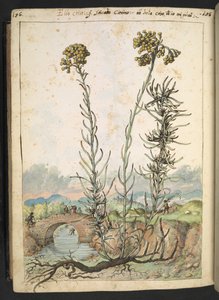 Helichrysum italicum: una planta con capullos amarillos, de "Pinturas de la flora de los estados romanos" de Gherardo Cibo, Add MS 22333, f176v, c.1564-84 (acuarela y gouache sobre papel)