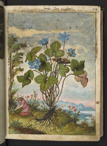Hepatica nobilis: una planta con pétalos azules y una persona cavando o hablando de esquejes, de "Paintings of Flora of the Roman States" de Gherardo Cibo, Add MS 22333, f032r, c.1564-84 (acuarela y gouache sobre papel)