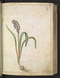 Jacinto, de "Pinturas de flora de los estados romanos" de Gherardo Cibo, Add MS 22333, f060r, c.1564-84 (acuarela y gouache sobre papel)