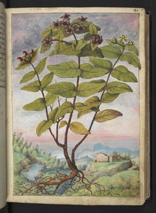 Hypericum hircinum, de "Pinturas de Flora de los Estados Romanos" de Gherardo Cibo, Add MS 22333, f034r, c.1564-84 (acuarela y gouache sobre papel)