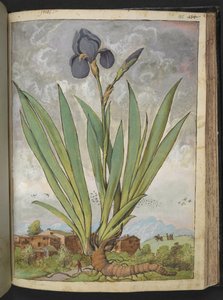 Iris germanica, de "Pinturas de flora de los estados romanos" de Gherardo Cibo, Add MS 22333, f148r, c.1564-84 (acuarela y gouache sobre papel)