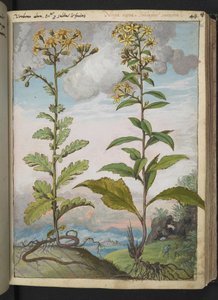 Jacobaeae vulgaris et Senecio ovatu, de "Pinturas de Flora de los Estados Romanos" de Gherardo Cibo, Add MS 22333, f046r, c.1564-84 (acuarela y gouache sobre papel)