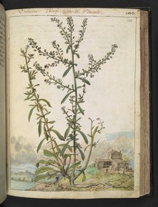 Lepidium graminifolium, de "Pinturas de Flora de los Estados Romanos" de Gherardo Cibo, Add MS 22333, f120r, c.1564-84 (acuarela y gouache sobre papel) de Gherardo Cibo